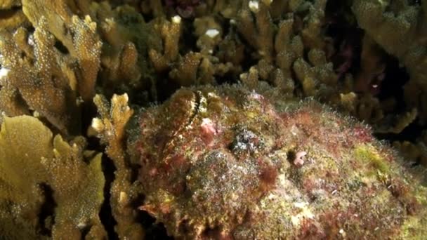 Anguilles murènes se cachant sous le corail sous l'eau de la mer des Philippines . — Video