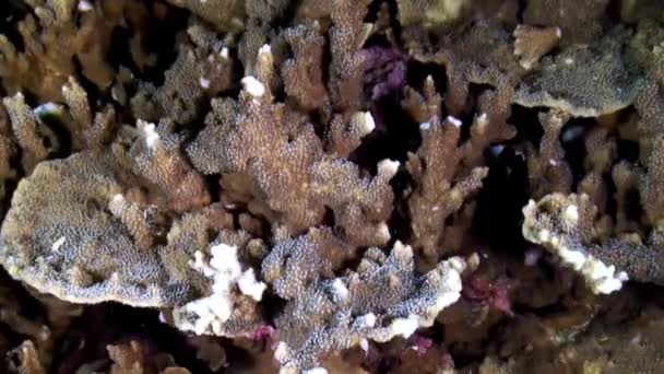 在菲律宾海的水下，莫拉耶鳗鱼躲藏在珊瑚下. — 图库视频影像