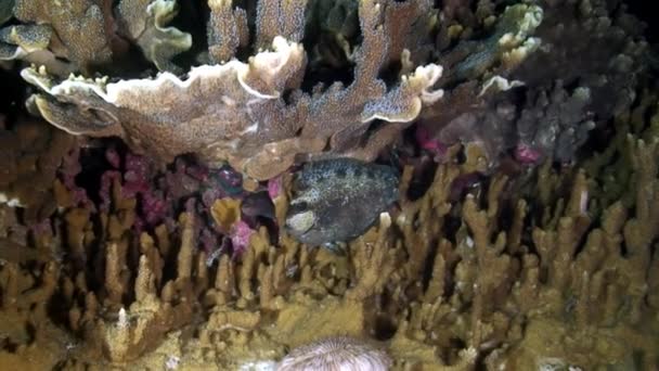 Carpa marina de peces en el arrecife de coral en el fondo marino submarino del Mar de Filipinas . — Vídeos de Stock