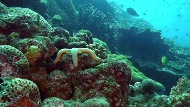 Starfish on coral reef on underwater seabed of Philippine Sea. — Stock Video