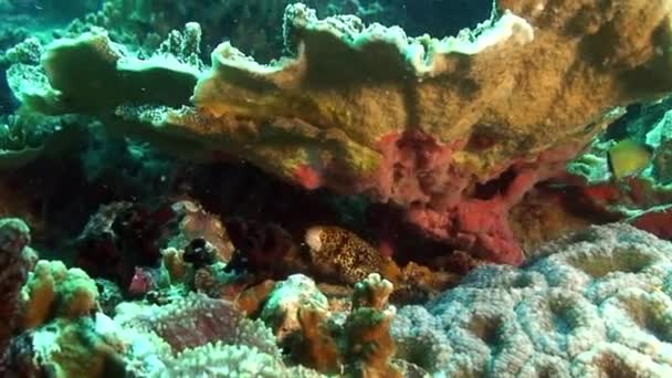 Moray amarillo manchado anguila en el arrecife de coral en el fondo marino submarino del Mar de Filipinas . — Vídeo de stock