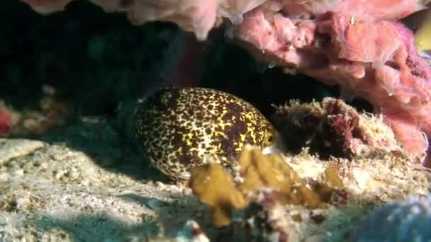 Moray amarillo manchado anguila en el arrecife de coral en el fondo marino submarino del Mar de Filipinas . — Vídeos de Stock