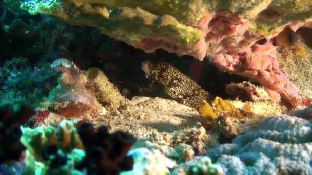 Moray amarillo manchado anguila en el arrecife de coral en el fondo marino submarino del Mar de Filipinas . — Vídeo de stock