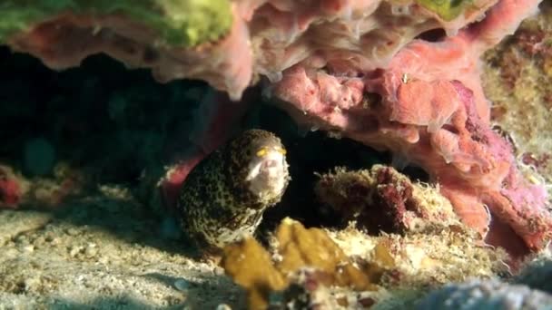 Moray amarillo manchado anguila en el arrecife de coral en el fondo marino submarino del Mar de Filipinas . — Vídeo de stock