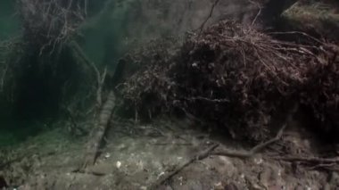 Ağaç kökleri su altında güneş ışığı altında Rusya'da Sibirya Lena Nehri'nin su.