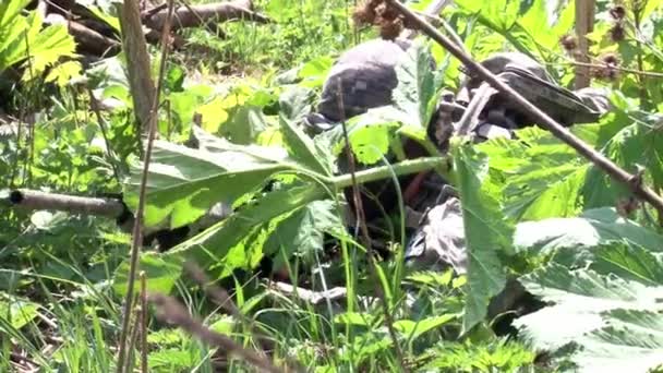 Jugador de Airsoft en uniforme militar con armas juega en el bosque . — Vídeos de Stock