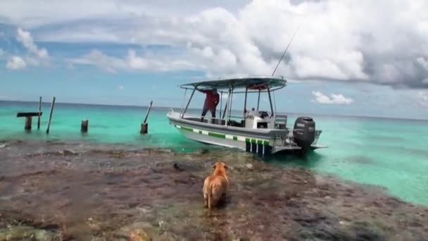 Cane scorta un uomo a un viaggio in una barca in oceano . — Video Stock