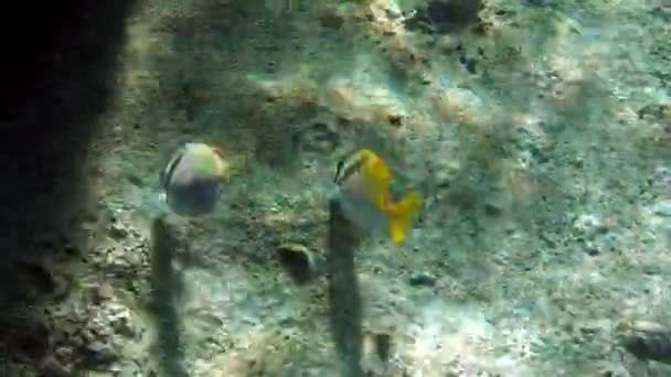 Tropical wildlife of underwater world on background of sea bottom in ocean. — Stock Video