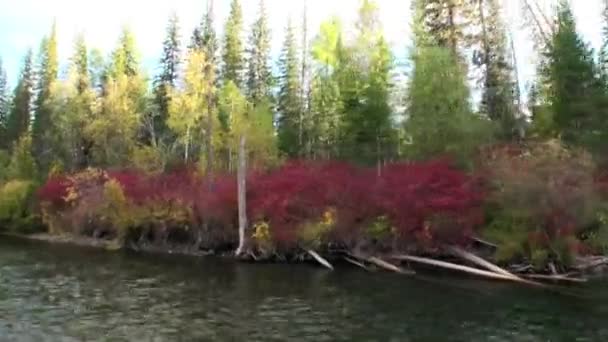 Φθινοπωρινά δέντρα στην όχθη του ποταμού Lena στη Σιβηρία. — Αρχείο Βίντεο