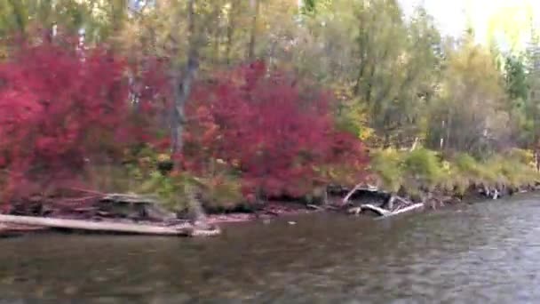 Podzimní stromy na břehu řeky Leny na Sibiři. — Stock video