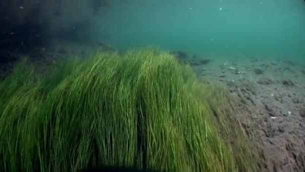 Onderwater landschap in zonlicht in water van de rivier van de Lena in Siberië van Rusland. — Stockvideo