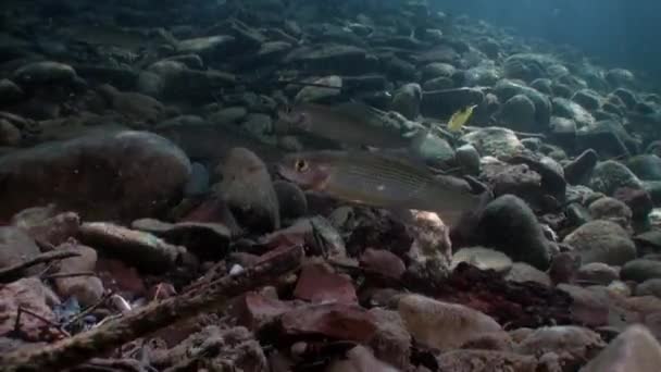 Pstrąg z ryb pod wodą w strumień wody rzeki Lena na Syberii w Rosji. — Wideo stockowe