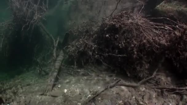 Boomwortels onderwater in zonlicht in water van de rivier van de Lena in Siberië van Rusland. — Stockvideo