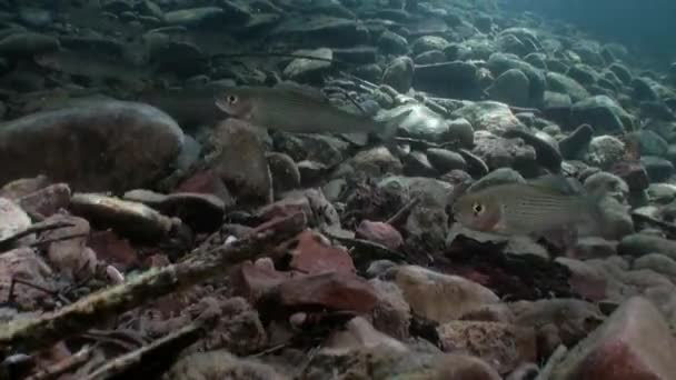 マスはロシアのシベリアのレナ川の水の流れの水中魚します。. — ストック動画
