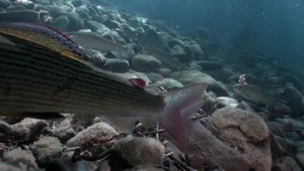 Salmonidae Forellenfische im Sonnenlicht unter Wasser des Lenaflusses in Sibirien von Russland. — Stockvideo