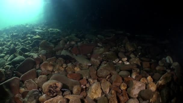 Forellenfische im Sonnenlicht unter Wasser des Lenaflusses in Sibirien Russlands. — Stockvideo