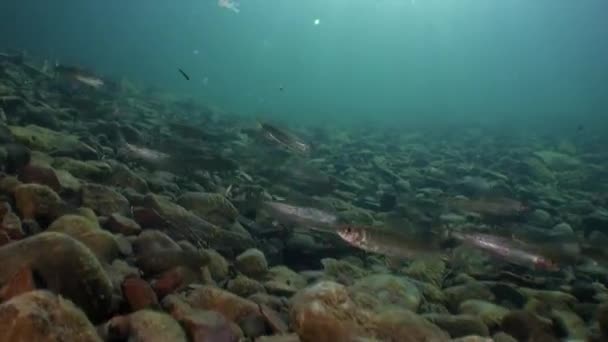 School van forel vissen onderwater van Lena in Siberië van Rusland. — Stockvideo