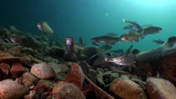 Школа риби форелі під водою, ріки Лени в Сибіру Росії. — стокове відео