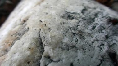 Kızıl Orman Karıncaları Sibirya 'da Baykal' da taş üzerinde Formica Rufa.