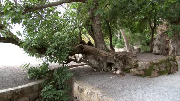 Δέντρα στην ακτή της λίμνης Fuxian στην επαρχία Yunnan Κίνα. — Αρχείο Βίντεο