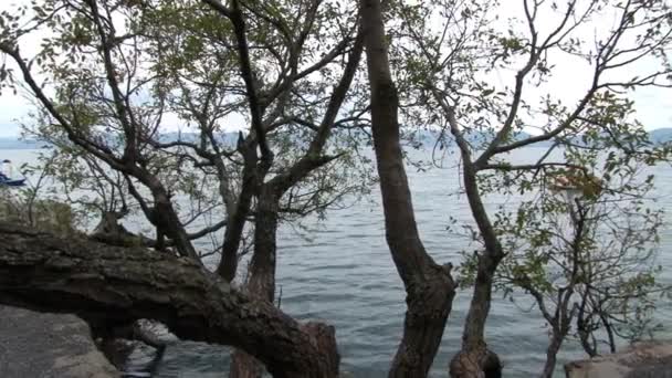 Trees on shore of Fuxian Lake in Yunnan Province China. — Stock Video