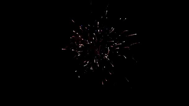 Element of multicolored firework on black background to create a set of salutes. — Stock Video