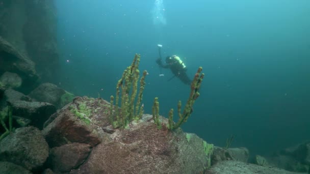 贝加尔湖水下潜水的摄影师. — 图库视频影像