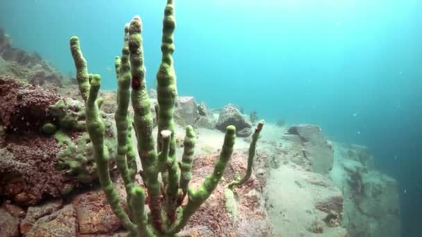 Steine unter Wasser auf dem Hintergrund der Reflexion des Sonnenlichts im Baikalsee. — Stockvideo