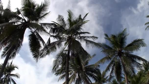 Vidéo statique de palmiers sur les îles de la République des Philippines. — Video