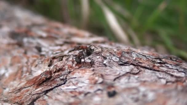바이칼호의 시베리아 나무껍질 위에 있는 개미들. — 비디오