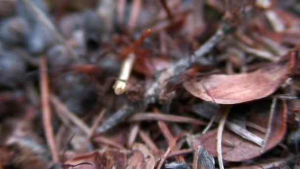 Anthill gember mieren Formica rufa op boomschors close-up in Siberië op Baikal. — Stockvideo