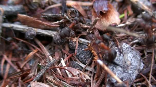 Anthill gember mieren Formica rufa op boomschors close-up in Siberië op Baikal. — Stockvideo