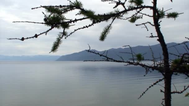 バイカル湖の岩場の海岸にある緑の木の背景の自然景観. — ストック動画