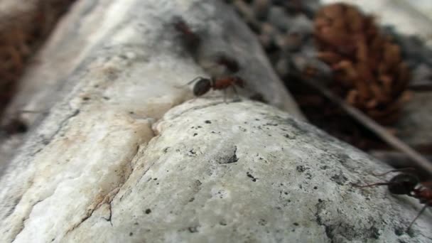 Hormigas del bosque de jengibre Formica rufa en piedra primer plano en Siberia en Baikal . — Vídeos de Stock