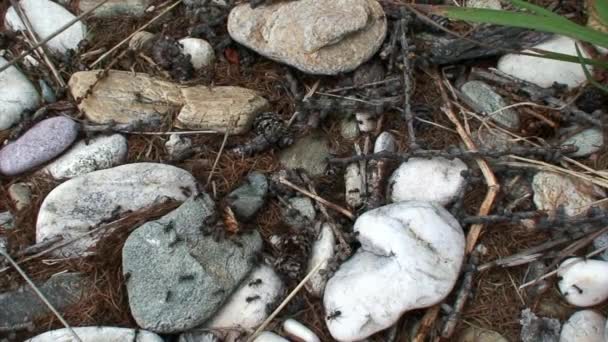 Ingefær skov myrer rive på dele møl close-up i Sibirien. – Stock-video