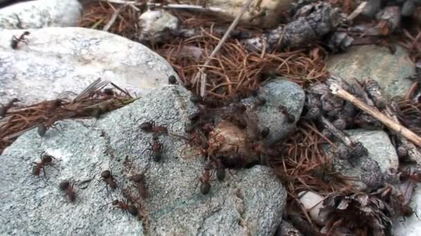 Hormigas del bosque de jengibre desgarran en partes polilla primer plano en Siberia. — Vídeo de stock