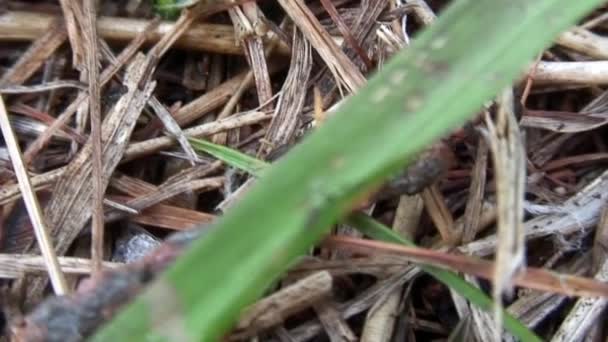 Gyömbérerdő hangyák tépik alkatrészek molylepke közeli Szibériában. — Stock videók