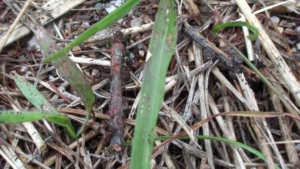 Les fourmis de la forêt de gingembre déchirent des pièces de papillon de nuit gros plan en Sibérie. — Video