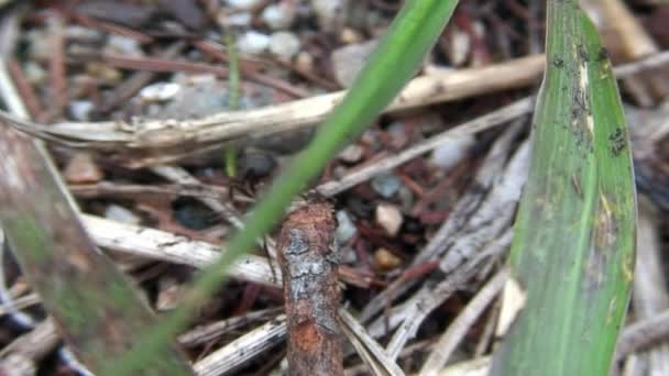 Formigas da floresta de gengibre rasgar em partes traça close-up na Sibéria. — Vídeo de Stock