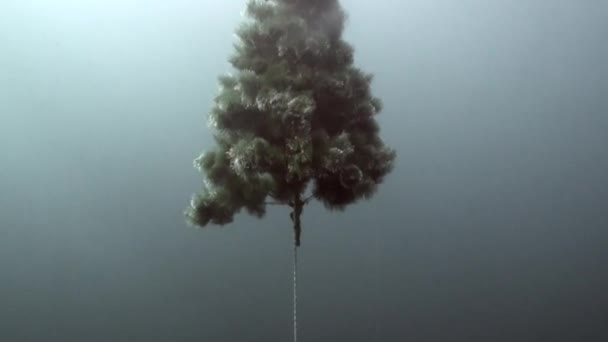 Árbol de Navidad bajo el agua en Año Nuevo. — Vídeos de Stock