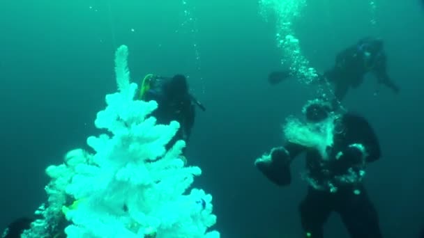 Subacquei con Babbo Natale vicino albero di Natale bianco sotto l'acqua del lago Baikal . — Video Stock