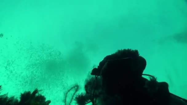 Underwater Santa Claus diver near Christmas tree in New Year. — Stock Video