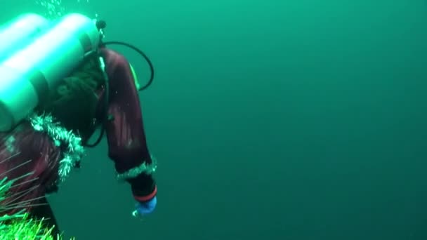 Подводный ныряльщик Санта Клауса возле новогодней елки. — стоковое видео