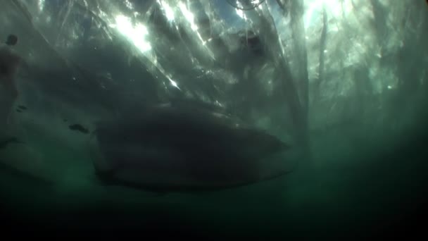 Gelo subaquático sob água fria do lago Baikal. — Vídeo de Stock