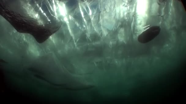Paisaje submarino de hielo transparente transparente bajo el agua fría del lago Baikal. — Vídeo de stock