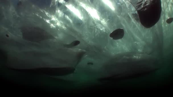 Plongée extrême sous la glace du lac Baïkal. — Video