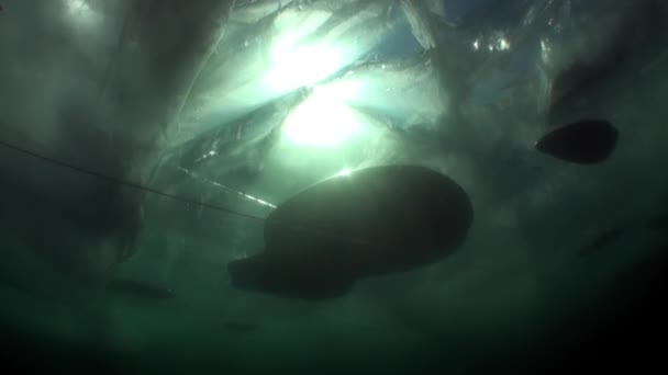 Rayos de sol en el paisaje submarino de hielo bajo el agua fría del lago Baikal . — Vídeos de Stock