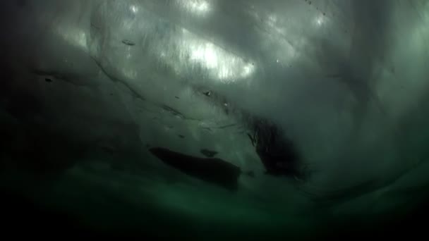 Paisagem subaquática de gelo transparente claro sob água fria do lago Baikal. — Vídeo de Stock