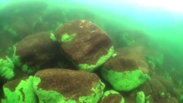 바이칼호의 찬물 속에 맑고 투명 한 얼음이 떠 있는 해저 풍경. — 비디오