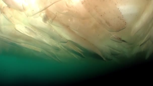 Vídeo submarino filmado bajo el hielo en agua fría de personas en la superficie del hielo . — Vídeos de Stock